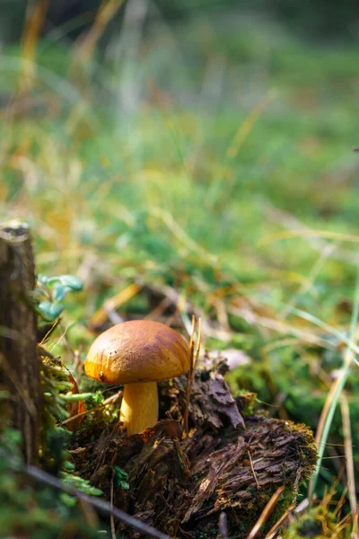 Imleria Badia Vulgarmente Conhecida Como Baía Bolete Pored Cogumelo Crescendo — Fotografia de Stock