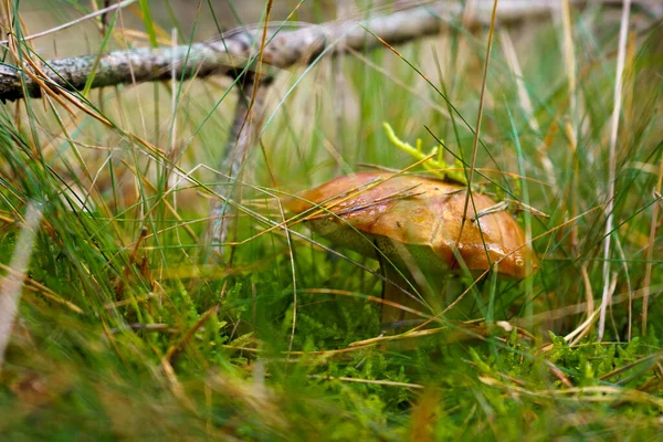 Cogumelo Comestível Imleria Badia Cortado Com Uma Faca Dobrável Prata — Fotografia de Stock