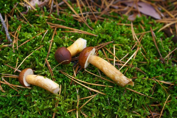 Três Cogumelos Imleria Badia Frequentemente Encontrados Europa Central Deitados Musgo — Fotografia de Stock