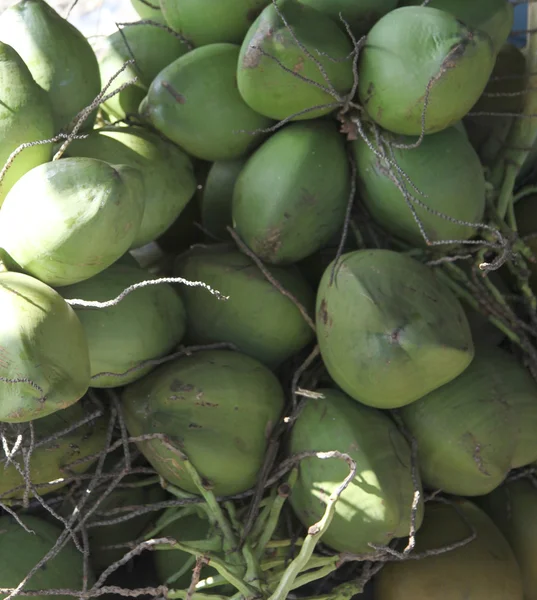 Cocos jóvenes — Foto de Stock