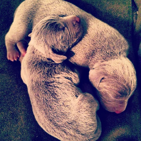 Weimaraner kukla — Stok fotoğraf