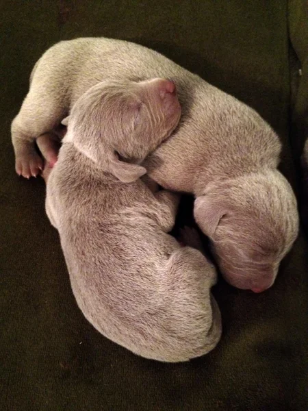 Weimaraner kukla — Stok fotoğraf