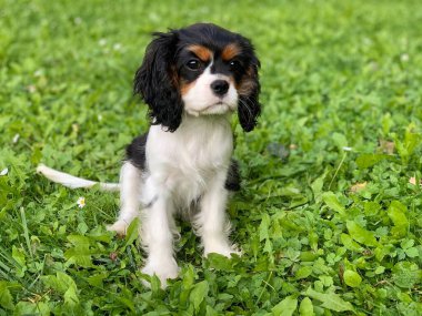 Cavalier King Charles Spaniel - puppy