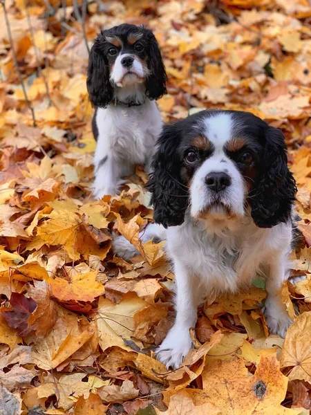 Cavaler King Charles Spaniel - female dogs