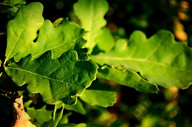 gün batımında Meşe yaprağı