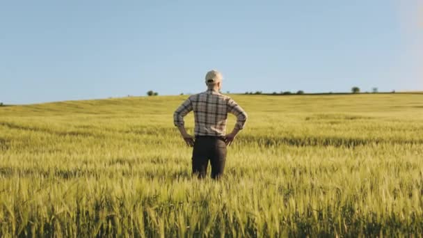 Um jovem agricultor está no meio de um campo de trigo. Ele está a pôr as mãos na cintura. Ele está examinando a colheita. O sol está brilhando intensamente. 4K — Vídeo de Stock