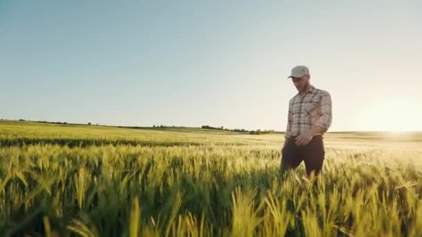 De boer loopt door het tarweveld en loopt met zijn handen over de spikeletten. Hij controleert hoe tarwe groeit. Zonsondergang op de achtergrond. Hij heeft een pet op zijn hoofd. 4K — Stockvideo