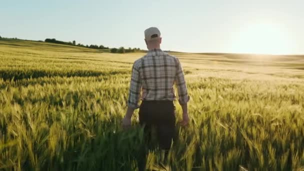 O fazendeiro está caminhando pelo campo de trigo e correndo as mãos sobre as espiguetas. Pôr-do-sol ao fundo. Ele tem um boné na cabeça. 4K — Vídeo de Stock