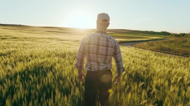 Um fazendeiro está caminhando por um campo de trigo. O sol está brilhando diretamente na câmera. Ele tem um boné na cabeça. A disparar por trás. 4K — Vídeo de Stock