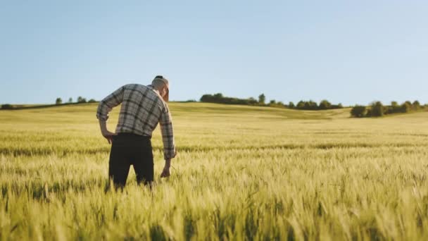 Молодой фермер стоит посреди пшеничного поля. Он берет один колючек и исследует его. Солнце светит ярко. 4K — стоковое видео