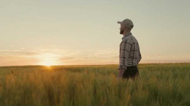 Ένας αγρότης περπατά μέσα από ένα χωράφι με σιτάρι το ηλιοβασίλεμα. Τρέχει το χέρι του πάνω από τα καρφιά. Κοιτάζει το όμορφο ηλιοβασίλεμα. 4K — Αρχείο Βίντεο