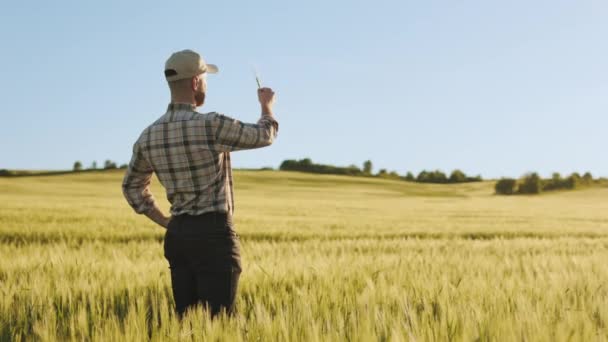 Молодой фермер стоит посреди пшеничного поля. Он держит один шип и исследует его. Солнце светит ярко. 4K — стоковое видео