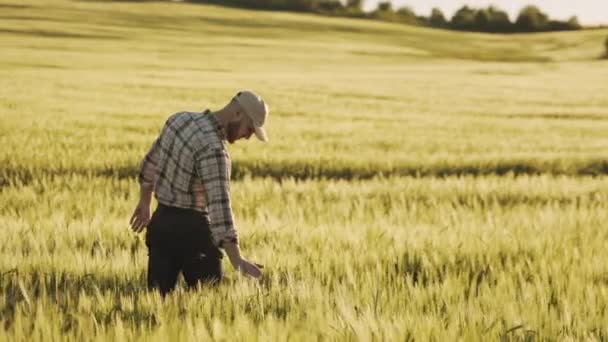 Молодой фермер идет посреди пшеничного поля. Он держит один шип и исследует его. Солнце светит ярко. 4K — стоковое видео