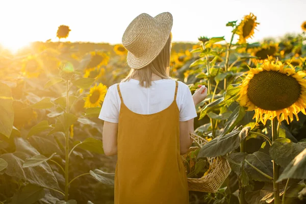 Bir kadın elinde bir sepet çiçekle ayçiçeği tarlasında yürüyor. O, elinde bir hasır şapka tutuyor. Gün batımı.