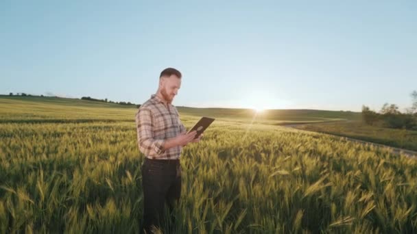 若い農家が小麦畑の真ん中に立っていて、タブレットで作業しています。彼はタブレットにデータを入力している。背景に夕日。カメラが近づいている。4K — ストック動画