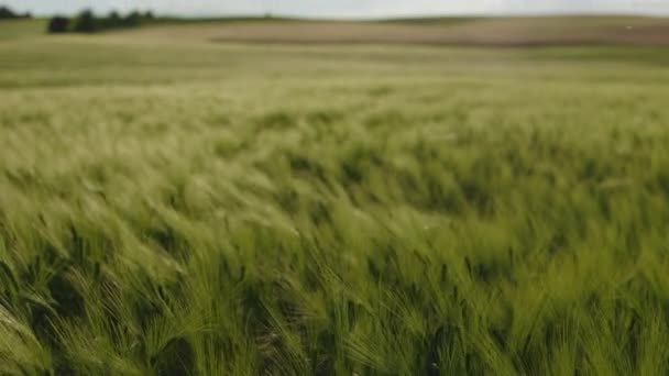 Άχυρο πράσινο σιτάρι που καλλιεργείται σε ατελείωτο χωράφι — Αρχείο Βίντεο