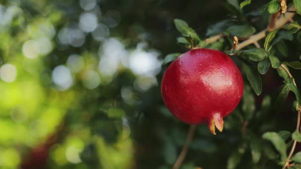 Close up of red pomegranate ripening on tree branch — Stock Video