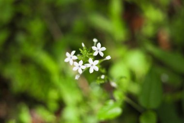 Unut beni değil çiçek