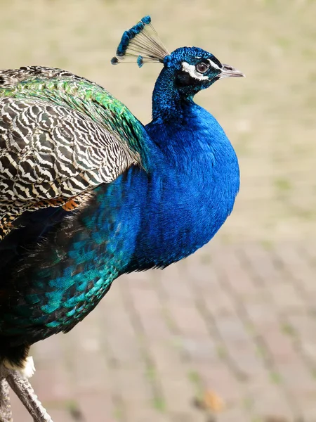 Male peacock walking on stones — Stock Photo, Image