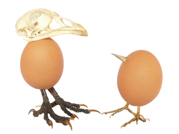 Dvě kuřecí vejce jako ptáci — Stock fotografie
