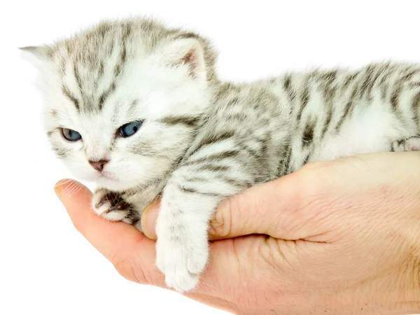 Young cat lying on a hand — Stock Photo, Image