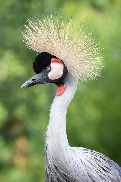Grey crowned crane — Stock Photo, Image