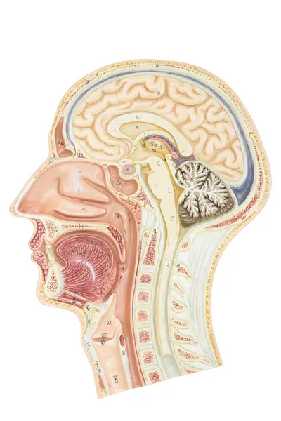 Secção transversal da cabeça humana — Fotografia de Stock