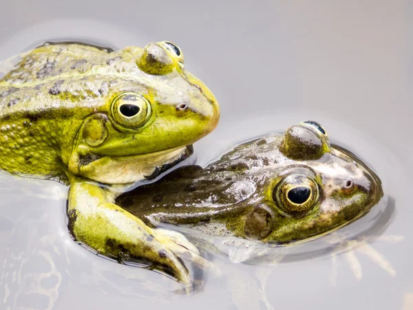 Close-up van twee paring groene kikkers — Stockfoto