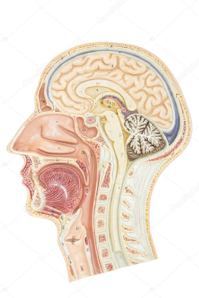 Cross section of human head