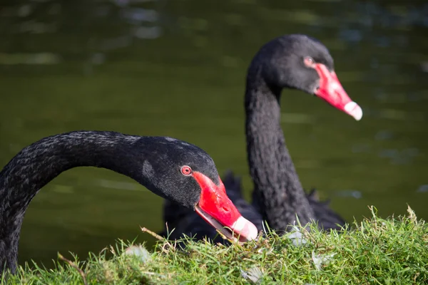 Close up of two black swans — Stock Photo, Image