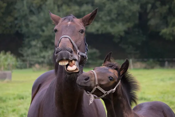 Talking horse with foal — Stock Photo, Image