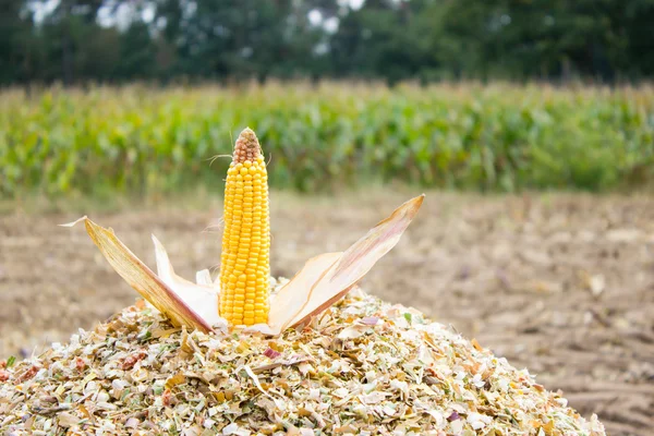 Kaczan kukurydzy na pokrojoną kukurydzy — Zdjęcie stockowe