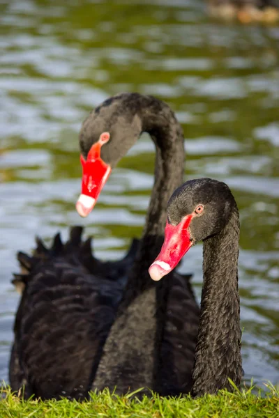 Couple black swans — Stock Photo, Image