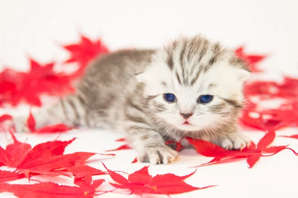 Gato jovem entre folhas vermelhas de outono — Fotografia de Stock