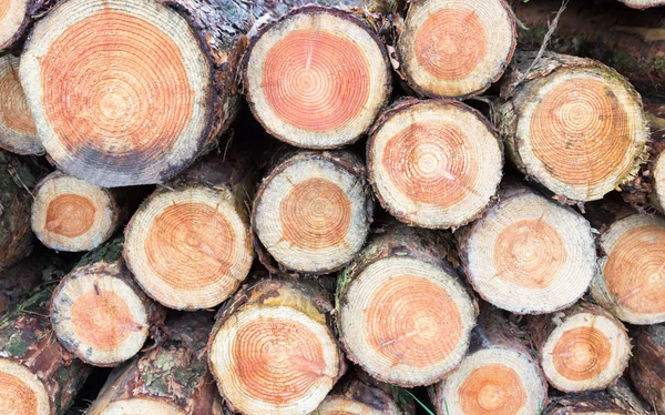 Kruissecties van pine boomstammen — Stockfoto