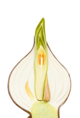 Model length section of an onion clipart