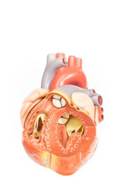 Human heart model front view clipart