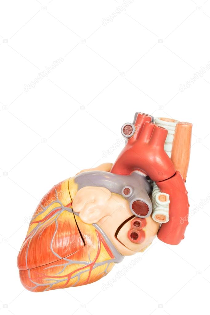 Human heart model side view