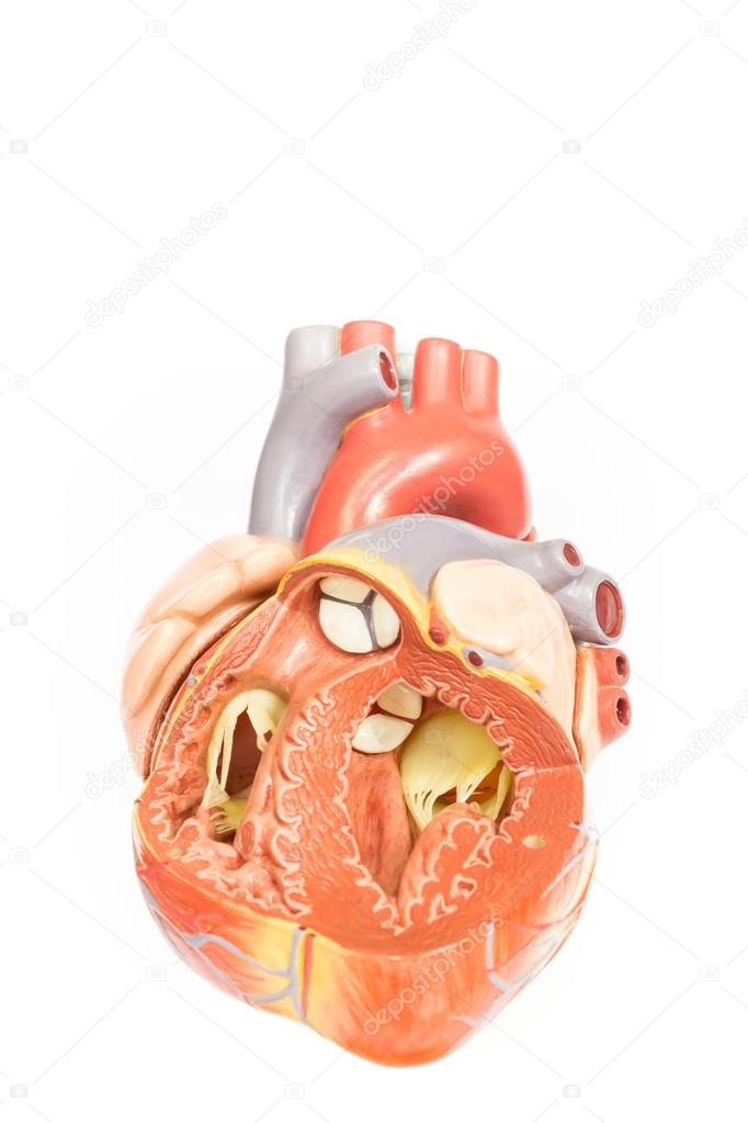 Human heart model front view