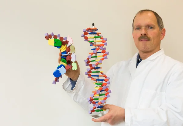 Биолог показывает модели ДНК и мРНК — стоковое фото