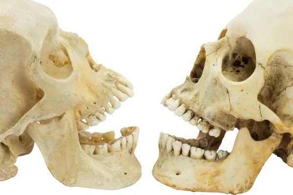 Dois crânios humanos opostos um ao outro — Fotografia de Stock