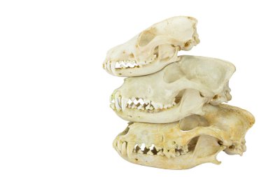 Fox ve köpekler üst üste kafatasları