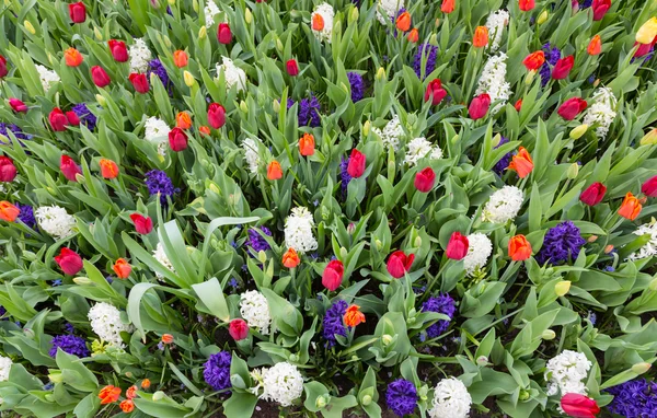 Blumenfeld mit verschiedenen Blumen — Stockfoto