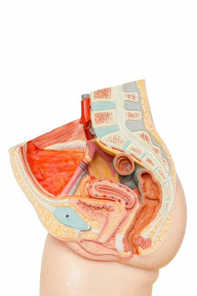 Modello di organi di riproduzione femminile umana — Foto Stock