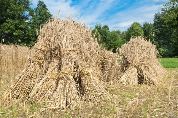 Sheaves of rye standing at cornfield — Stock Photo, Image