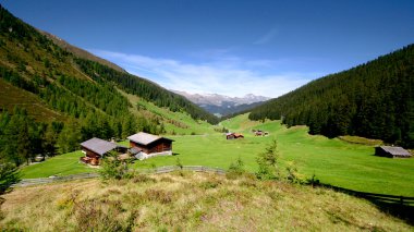 taze yeşil orman ve yüksek dağlarla çevrili dağ çayır çim.