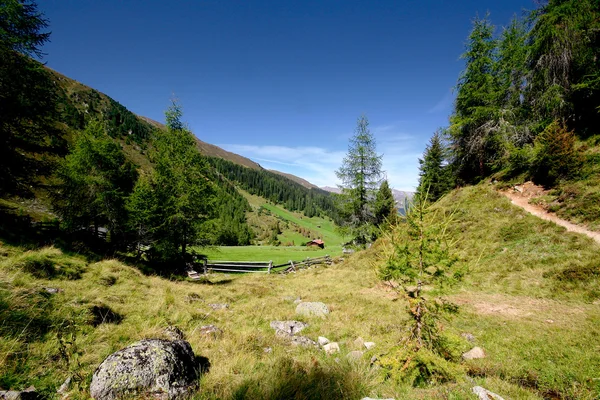 Herbe verte fraîche dans un pré alpin entouré de forêts et de hautes montagnes . — Photo