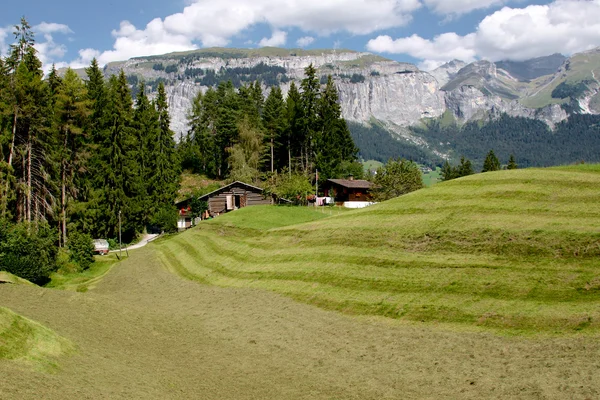 Čerstvé zelené trávě na alpské louce obklopené vysokými horami. — Stock fotografie