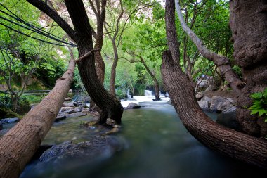 khurmal özerk Kürdistan bölgesi iran yakınındaki dağlarda forrest