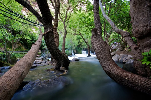 khurmal özerk Kürdistan bölgesi iran yakınındaki dağlarda forrest